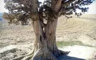 درختان عجیب و غریب در ایران + تصاویر 