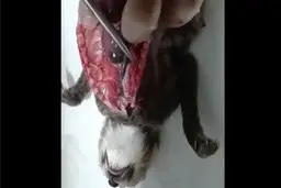 کالبدشکافی توله یوز تلف‌شده در پارک ملی توران و نشان دادن چسبندگی ریه+ویدئو 