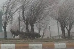 
 آسمان تهران صاف همراه با وزش باد شدید است
