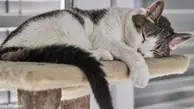 حرکت دیدنی گربه پرستار برای خوابیدن یک بچه + ویدئو 