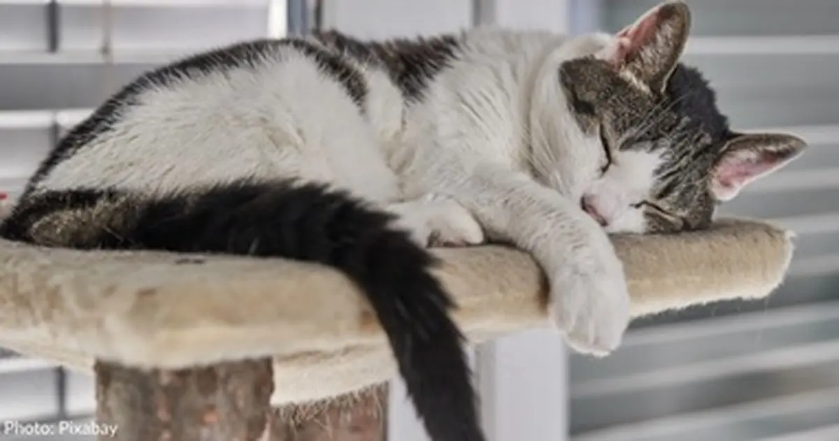 حرکت دیدنی گربه پرستار برای خوابیدن یک بچه + ویدئو 