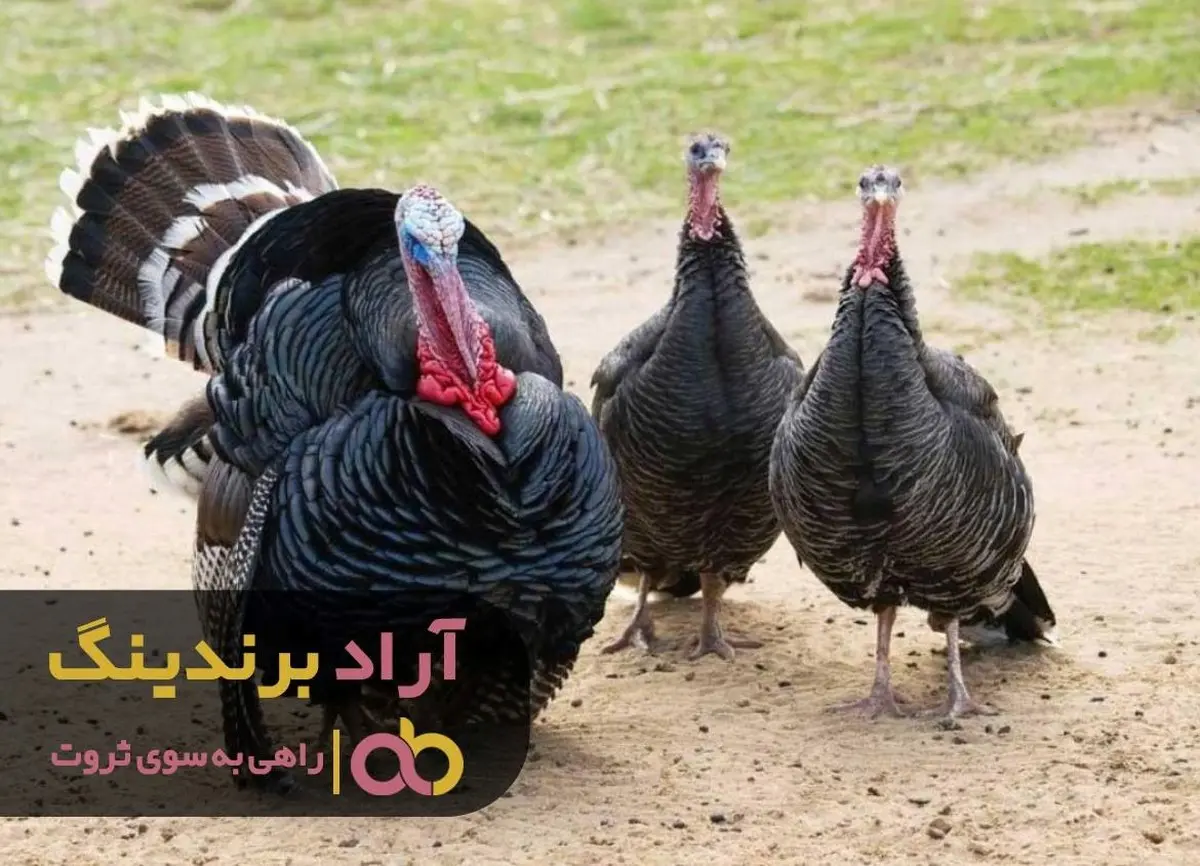 افزایش سرمایه مالی معجزه آسا با بوقلمون