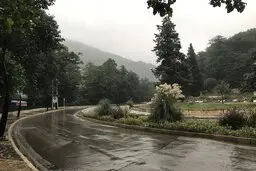 درختان ۶۰ ساله ورودی گرگان، قربانی ساخت دوربرگردان 