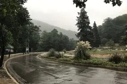 درختان ۶۰ ساله ورودی گرگان، قربانی ساخت دوربرگردان 