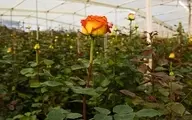قلمه زدن گل سرخ با گوجه فرنگی! | ترفند جدید قلمه زدن ببین +ویدئو
