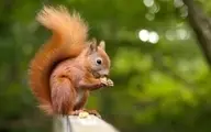 علاقه جالب یک سنجاب به نوشابه+ ویدئو 