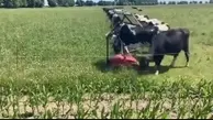 ربات خورشیدی کمک یار حاصلخیز شدن علف زار ها و چرای راحت گاوها + ویدئو 
