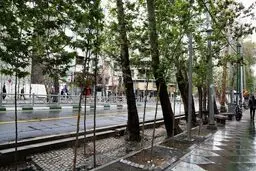 دزدهای درختان تهران دستگیر شدند 