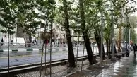 دزدهای درختان تهران دستگیر شدند 