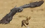 شکار و شکنجه پرندگان؛ فقط برای یک مشت دلار | استان های جنوبی ایران، محل قاچاق شاهین و هوبره و بالابان برای شیوخ عرب منطقه