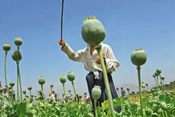 تریاک اولین الگوی مصرف مواد مخدر در ایران