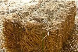 علوفه آلوده به سم آفلاتوکسین نداریم
