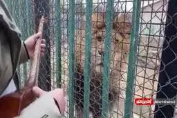 توجه جالب شیر به ساز زدن کنار قفس+ویدئو 