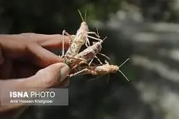  ملخ‌های صحرایی در حال ترک ایران هستند 