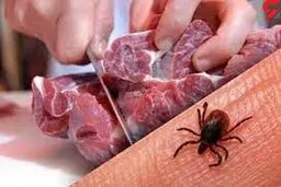 فوت ۷ نفر بر اثر ابتلا به تب کریمه کنگو در ایران از ابتدای سال
