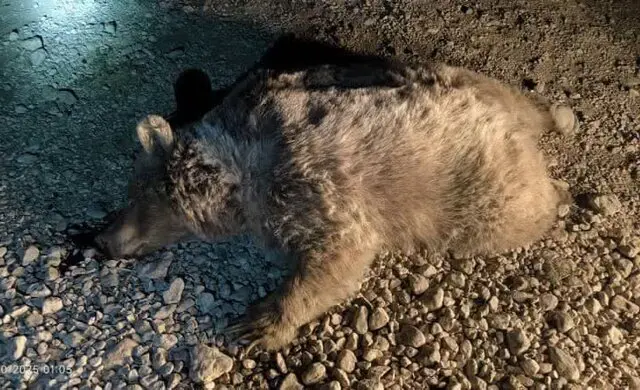 کشته شدن خرس قهوه‌ای در نور | خرس ماده با شلیک گلوله کشته شد