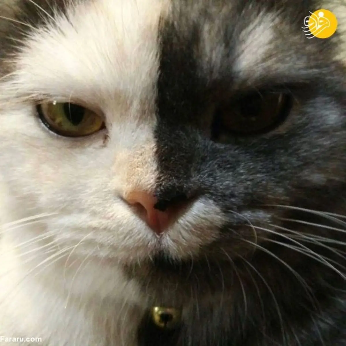 (تصاویر) محبوبیت روزافزون "گربه دوچهره" از نژاد ایرانی 