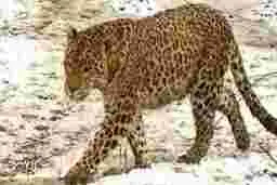 پلنگ آدم خوار به زن هندی حمله کرد| پلنگ آدم خوار زن هندی را بلعید