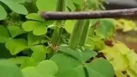 گیاهی که با لمس شلیک میکند ! مورد عجیب در گیاهان + ویدئو 
