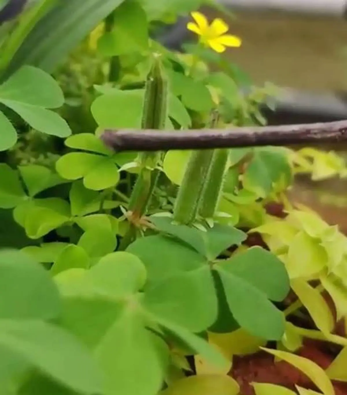 گیاهی که با لمس شلیک میکند ! مورد عجیب در گیاهان + ویدئو 