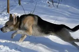 حمله سگ‌ های ولگرد به یک دانش آموز+ویدئو