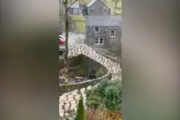 این شهر در محاصره گوسفندان است!+ویدئو