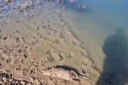 ماهیگیری با برق در خوزستان به اوج خود رسید!
