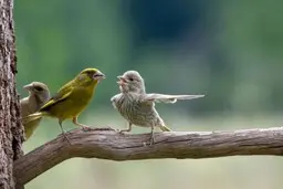 تصاویر منتخب از حیات وحش | عکس‌های دیدنی از حیوانات در طبیعت +تصویر