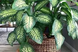 دیفن باخیا با برگ تکثیر نمیشه! | اشتباهات رایج پرورش گیاه دیفن باخیا +ویدئو