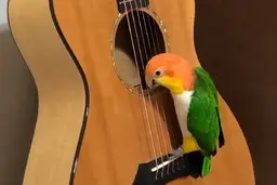 فیلمی از گیتار زدن و خوانندگی یک طوطی+ویدیو