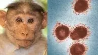 خطر بیماری جدید جهانی |  شناسایی موارد تازه‌ای از ابتلا به بیماری آبله میمون