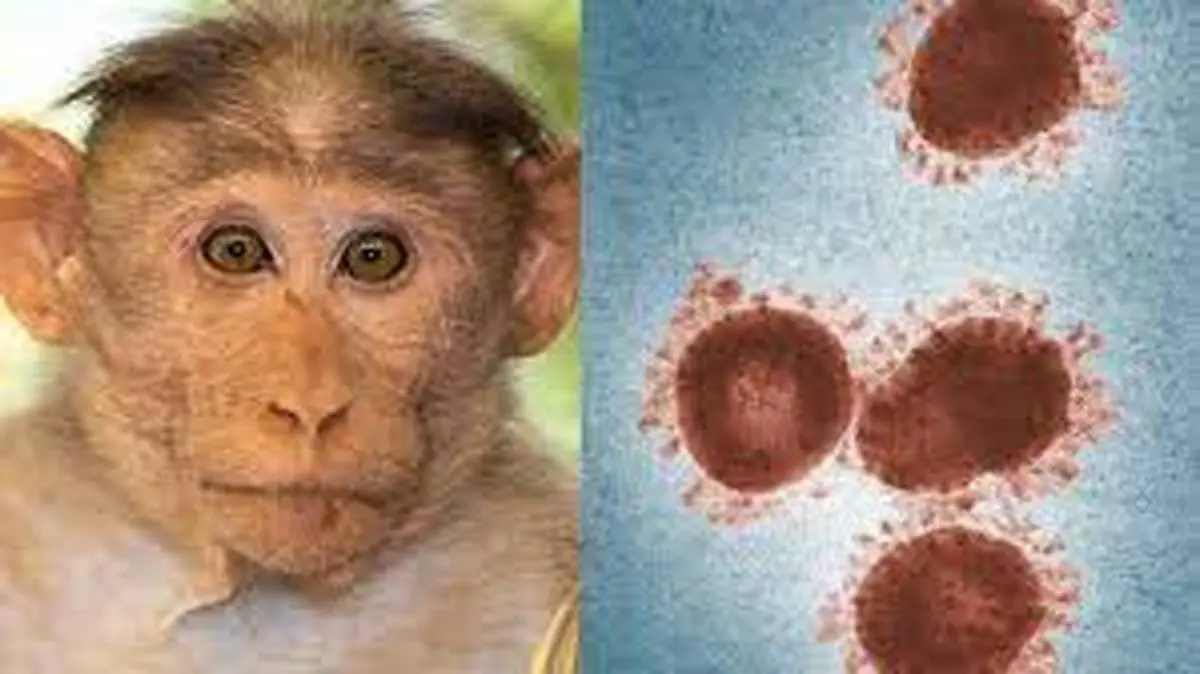 شناسایی اولین مورد آبله میمونی در کشور