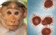 شناسایی اولین مورد آبله میمونی در کشور