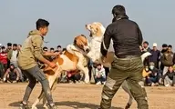 بازداشت عوامل برگزاری جنگ سگ‎ها 