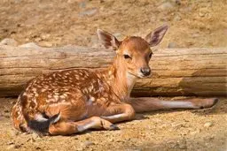 فرار گوزن نوجوان از آتش سوزی کالیفرنیا | لحظه ای با حیوانات حیات وحش +ویدئو