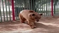 حمله خونین خرس ها در باغ وحش به کارگر | خرس ها کارگر باغ وحش اصفهان را خوردند ! + اولین ویدیو
