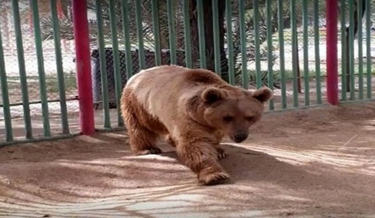 حمله خونین خرس ها در باغ وحش به کارگر | خرس ها کارگر باغ وحش اصفهان را خوردند ! + اولین ویدیو
