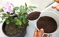روش های ساده برای بهبود و تقویت خاک گلدان و باغچه