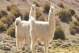 لاماها مفید برای مقابله با ویروس کرونا | لاماها به کمک انسان ها آمدند 