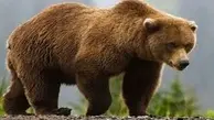 حمله یک خرس به مردم در خیابان‌ و تصادف با اتوبوس+ویدئو 