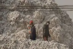 دولت چین علیه مسلمانان این کشور  |  کار اجباری در مزارع پنبه 