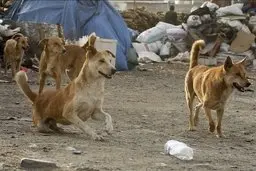 بین یک تا سه میلیون سگ بلاصاحب در کشور وجود دارد | هزینه ۱۰ میلیون دلاری برای واکسن هاری