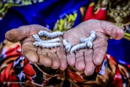  کرم ابریشم | تولید کرم ابریشم +عکس