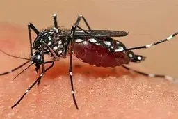 گزارشی از شیوع "تب دنگی" در تهران نداریم