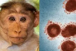 تکذیب ورود بیمار مبتلا به "آبله میمونی" به ایران