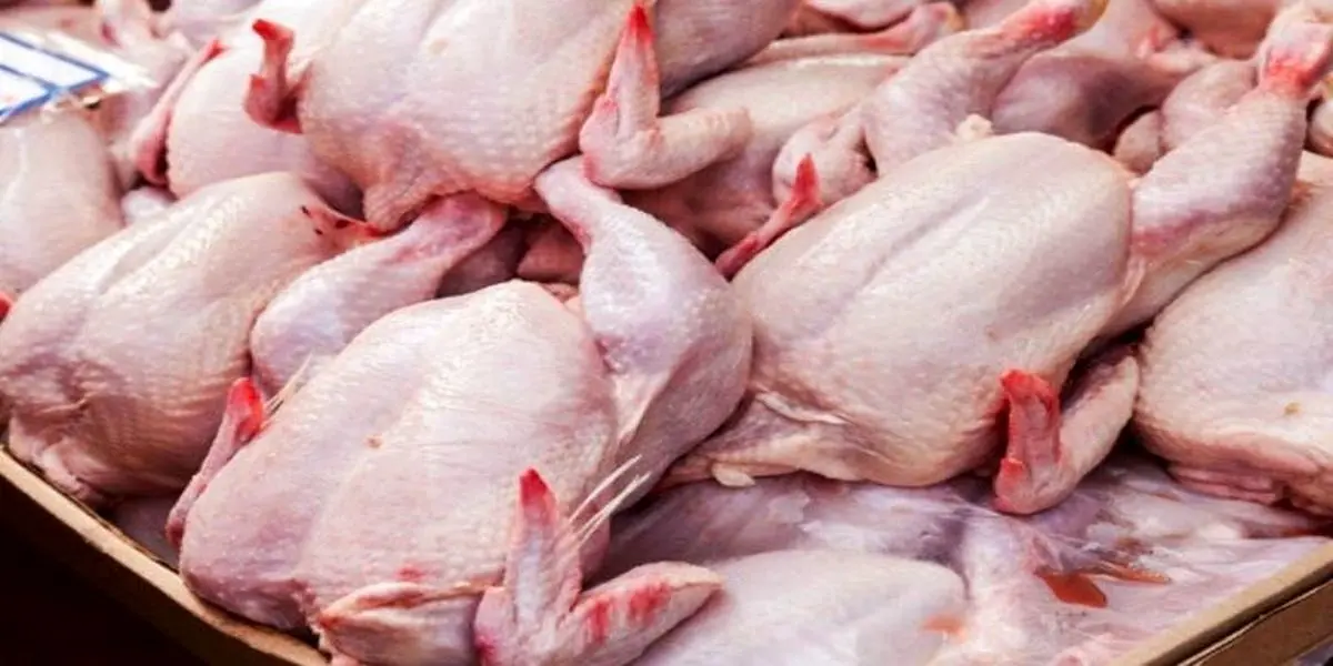 خبر مهم از قیمت مرغ در بازار | قیمت مرغ کاهش می یابد؟ 