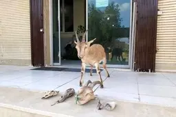 کشف حیوانات تاکسیدرمی شده در دزفول