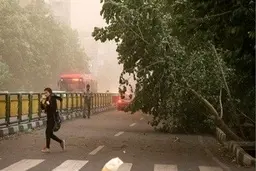 لحظه‌ی عجیب ریشه‌کن شدن درختان بر اثر تندباد! | درختان در کسری از ثانیه از جا کنده شدند!+ویدئو