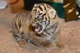 ورود هیجانی یک ببر به سوپر مارکت | واکنش جالب مشتریان فروشگاه + ویدئو