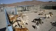 تهران در محاصره موش‌ها و سگ‌های رهاشده؛ زنگ خطر به صدا درآمد